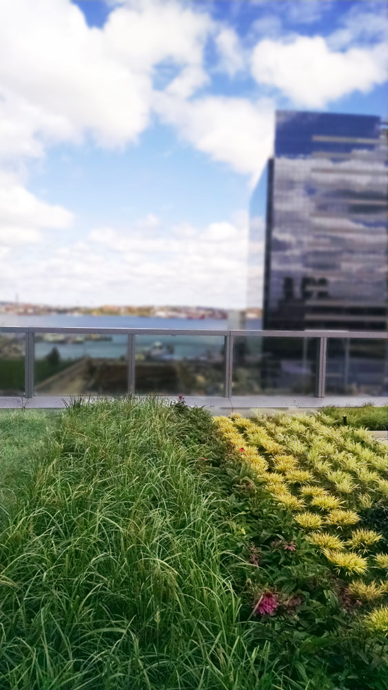 101-Seaport-Green-Roof