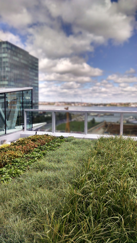 101-Seaport-Living-Roof