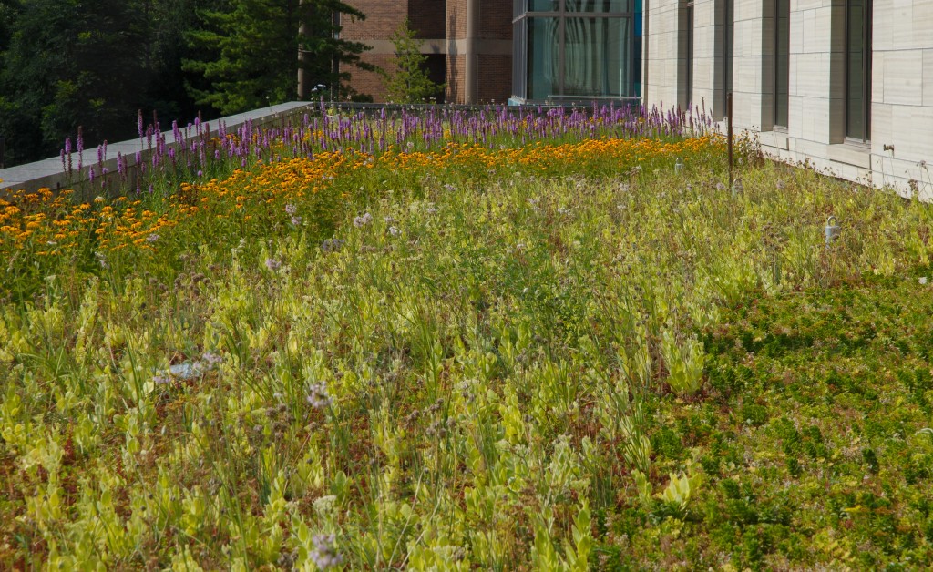 Pappa John Biomedical Building Green Roof