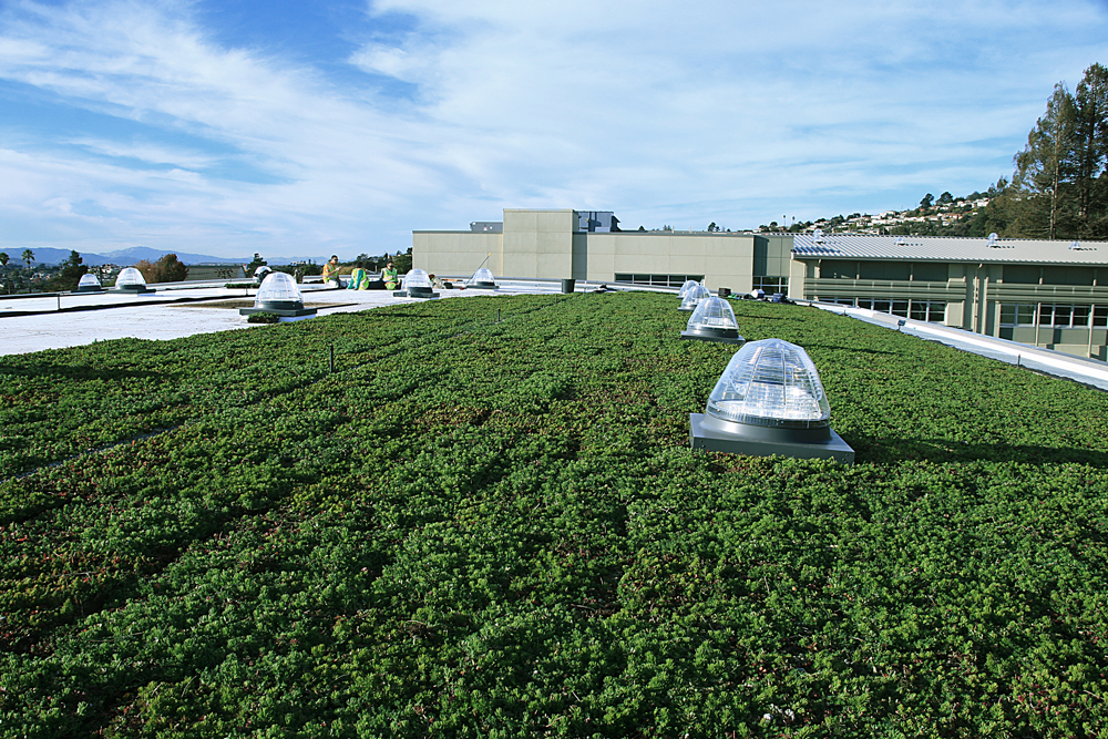 Korematsu Vegetated Roof