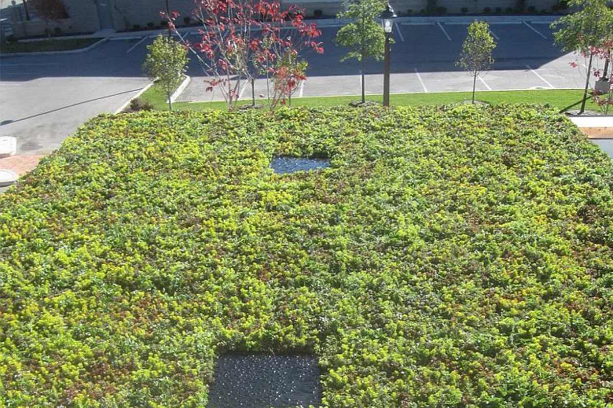 A LiveRoof green roof in the city of Wildwood, Missouri.