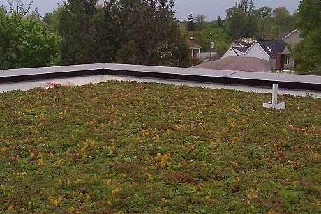 Green roof in Arlington, Virginia.