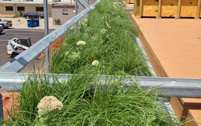 Grasses fill a line of green roof modules.