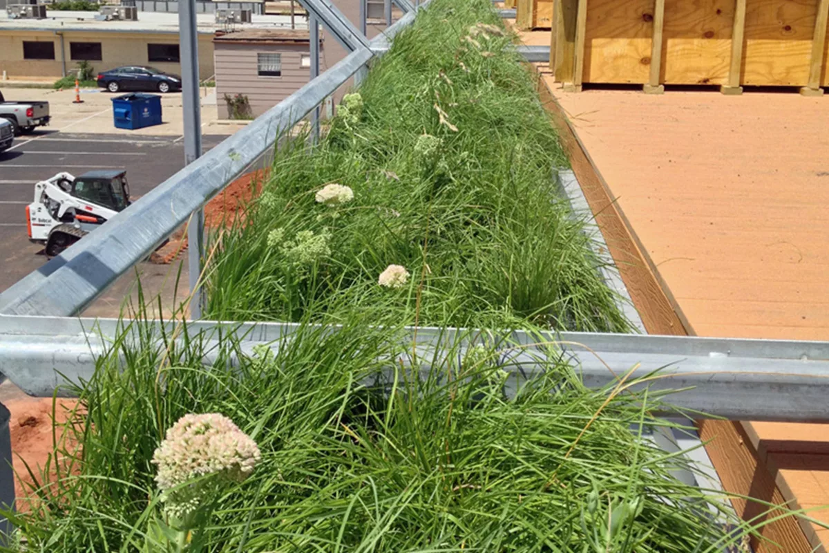 Grasses fill a line of green roof modules.