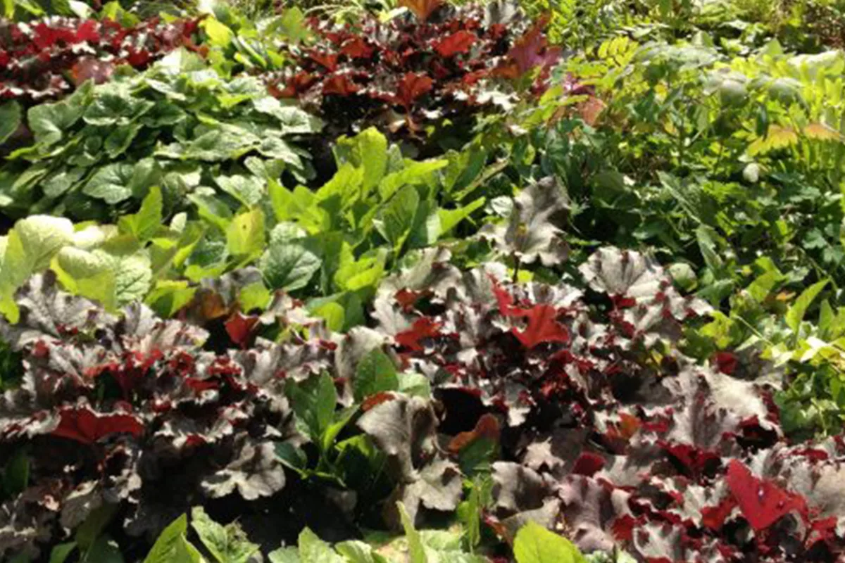 Marshall University Green Roof a Demonstration to Students and Local Community