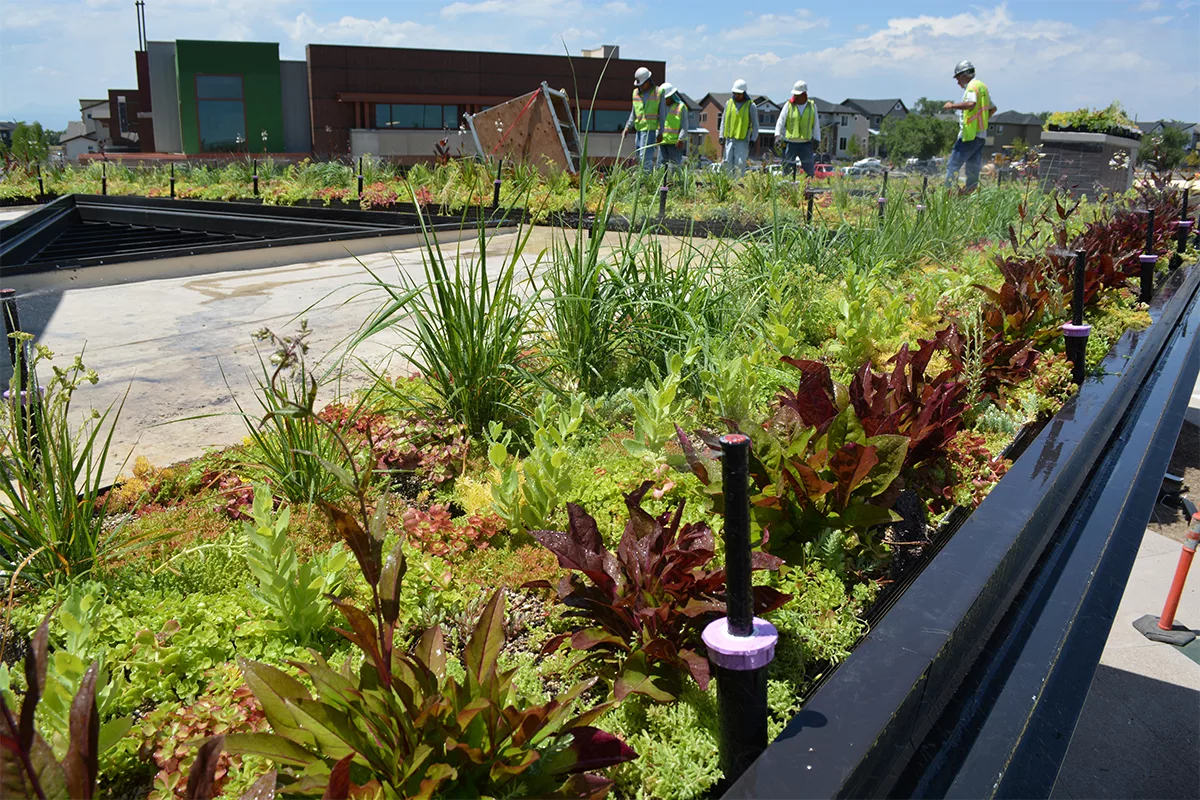 Green roof installer placing colorful, vegetated LiveRoof modules.