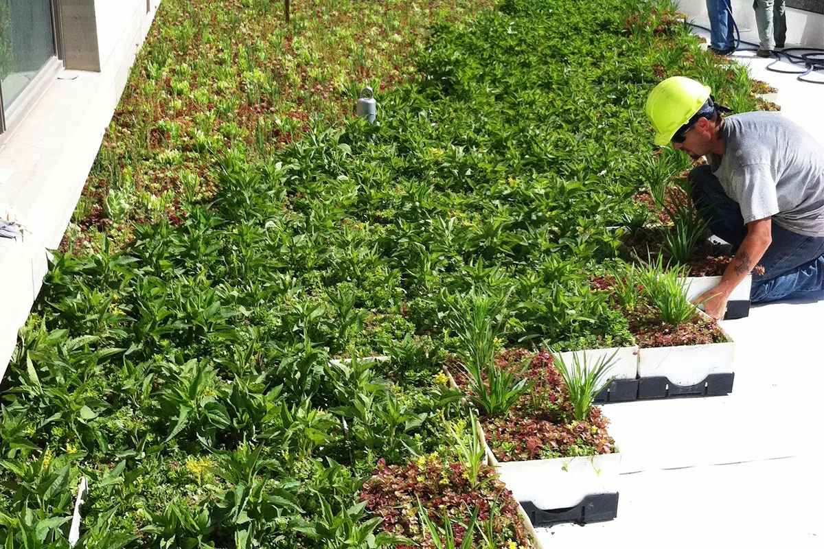 First Green Roof at the University of Iowa.