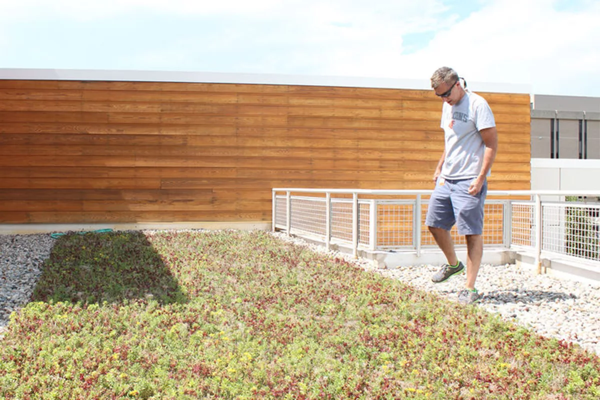 A man stands by and admires a living roof filled with red and green sedum.