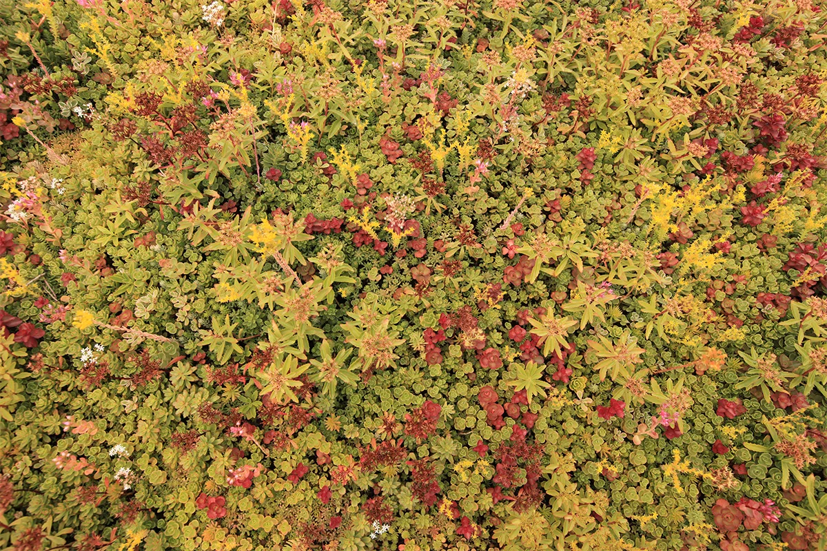 Colorful sedum mix.