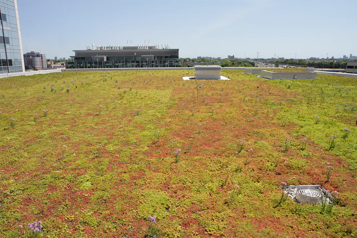 Red and green sedum mix atop a roof.