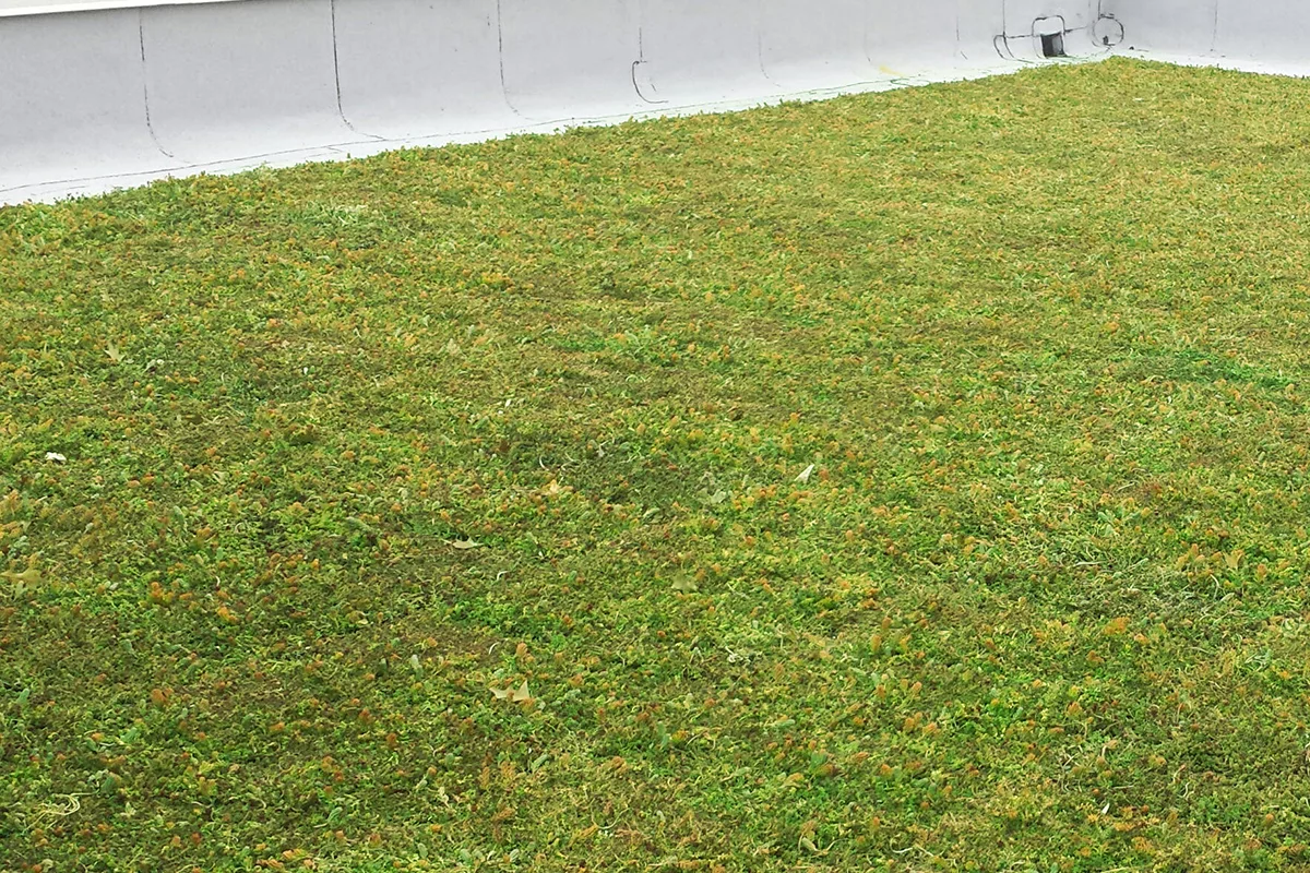 A green living roof.