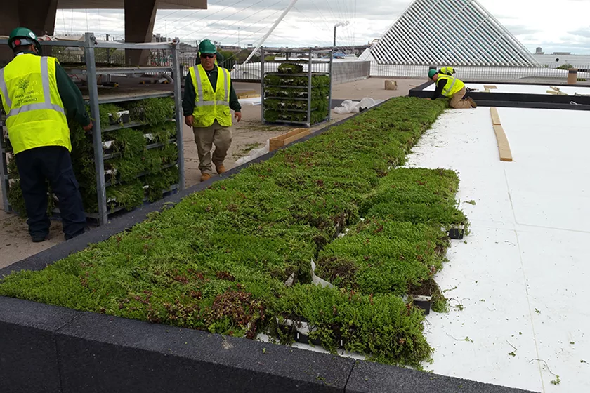 Newly renovated Milwaukee Art Museum installs a green roof as part of  important renovation and reinstallation project