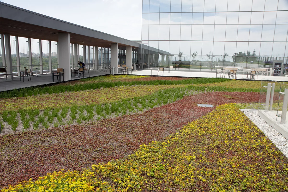 Rows of various colored plants installed in a LiveRoof system.