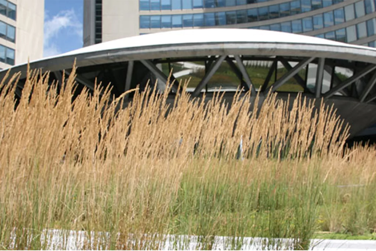 Green roof at Nathan Phillip’s Square helps architects earn one of Canada’s most prestigious design awards