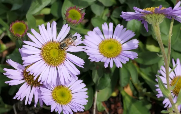 A pollinator bee atop an erigeron bloom