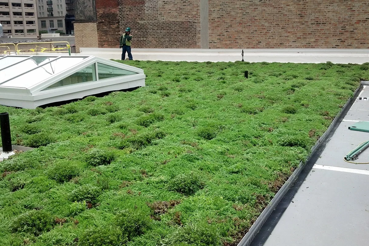 104 East Oak Street LiveRoof