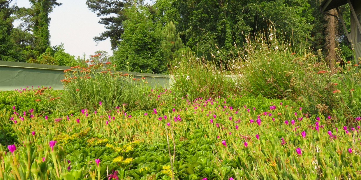 How Ronald McDonald House Green Roofs Were Designed to Last in Atlanta